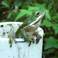 Green treefrog